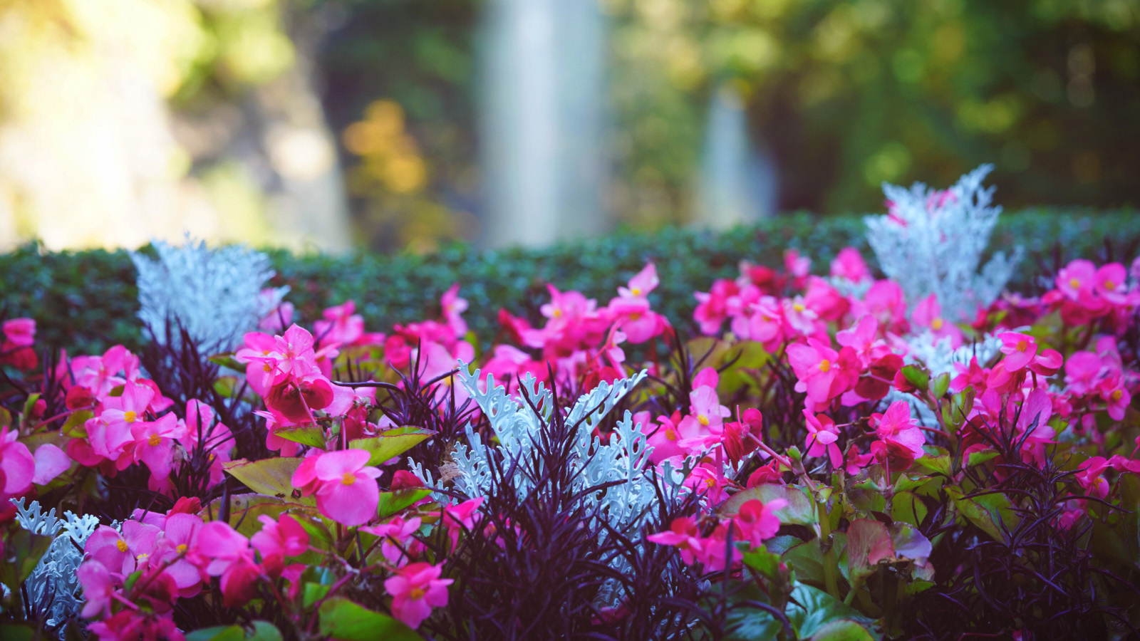 Pink and white flowers at the Butchart Gardens